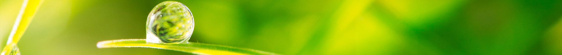 dewdrop on a blade of grass