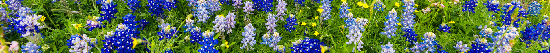 field of bluebonnets