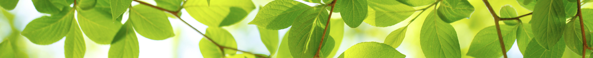 tree leaves in the spring