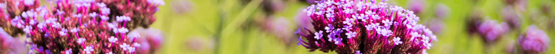 close-up of wildflowers