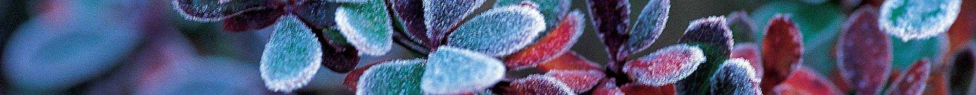 frost on a dark purple bush