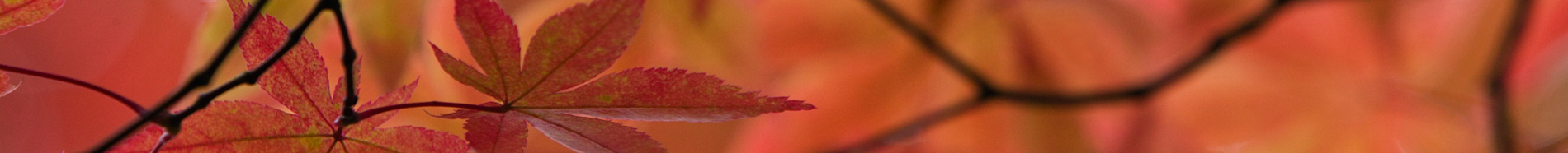 tree leaves in auturm